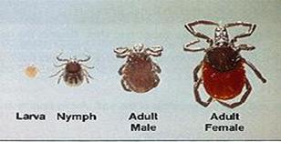 Teken (Ixodes)